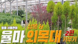 율마 외목대 & 삽목 키우기 