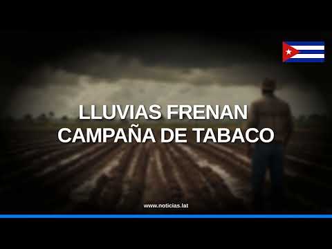 Lluvias retrasan siembra de tabaco en Ciego de Ávila, Cuba // Noticias.lat