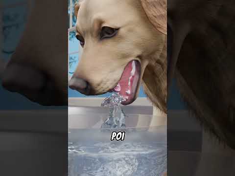 COME FANNO I CANI A BERE L'ACQUA, SPIEGAZIONE SCIENTIFICA (credits: @zackdfilms)