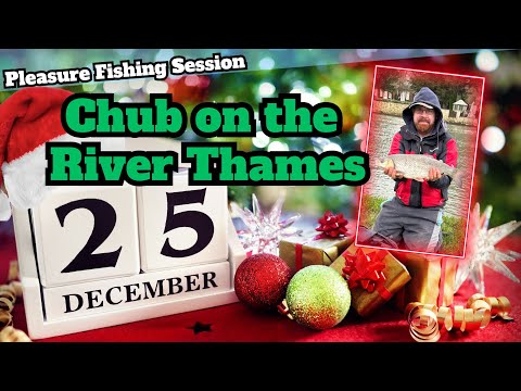 Chub on the Pole Feeder | River Thames at Abingdon | 25/12/2023