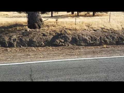Bobcat vs Rattle Snake