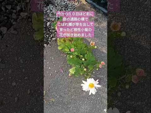 霜を恐れない鉢に入ったどのつる性の植物をあなたの家に設置する必要がありますか？あなたにおすすめのトップ 3!  庭園