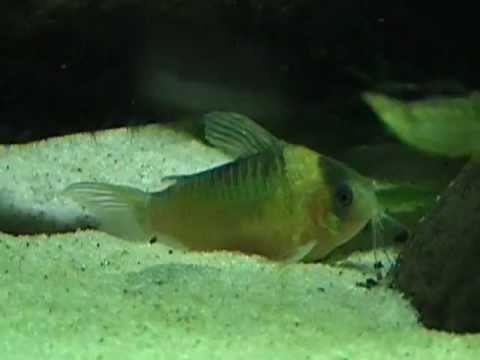 Corydoras (lineage 5) nijsseni