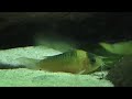 Corydoras nijsseni Corydoras nijsseni