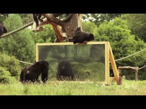 „Wie reagieren Schimpansen wenn sie sich selbst im Spiegel sehen?“ Der Serengeti-Park zeigt es!