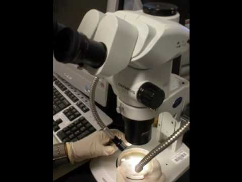 Dissecting microscope with voice