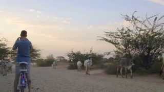 preview picture of video 'Rencontre d'un troupeau de vaches à Bagan'