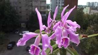 preview picture of video 'Орхидея Cattleya maxima 'Jorg' ORCHIDS'