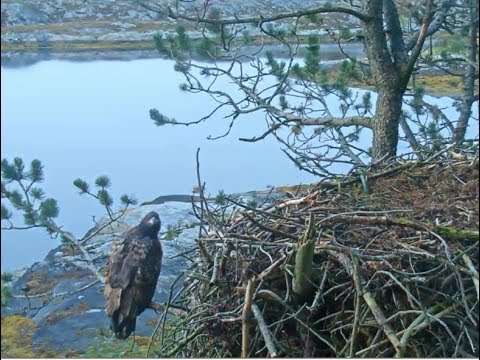Smola Norway Eagle Cam ~ Elida Home Two Days In A Row; Spends Night On Lower Branch 8.28.18