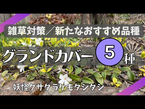 開花グランドカバー: 最も美しい種 トピックス