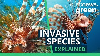 Invasive species: Are they really threatening the Mediterranean Sea and local fisheries?