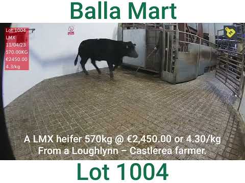 Balla Mart a heifer lot 1004 @ €4.30/kg