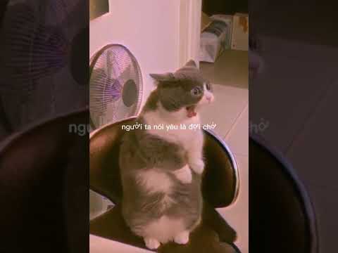 het yeu that sao  ? - JSOL x HẬU HOÀNG x VIRUSS - Tye cover