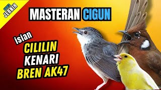 Download lagu Masteran Ciblek Gunung Isian Cililin, Bren Ak 47, Belalang Emas | Masteran Cigun Komplit mp3