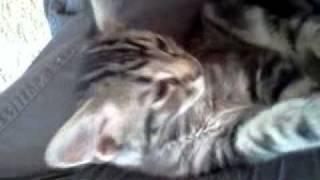 Sir sneezy