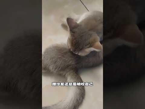 Unlocking Feline Secrets: The Ultimate Beginner's Guide to Cat Care