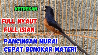 Download lagu murai batu gacor pagi siang malam AMPUH untuk PANCIMGAN MURAI BATU AGAR CEPAT BUNYI NYAUT mp3 Download lagu murai batu gacor pagi siang malam AMPUH untuk PANCIMGAN MURAI BATU AGAR CEPAT BUNYI NYAUT mp3