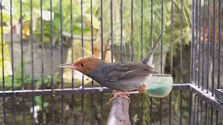 Download lagu Suara prenjak klawu jantan gacor -MP3 PIKAT burung pernjak kepala merah jantan betina liaran di alam mp3