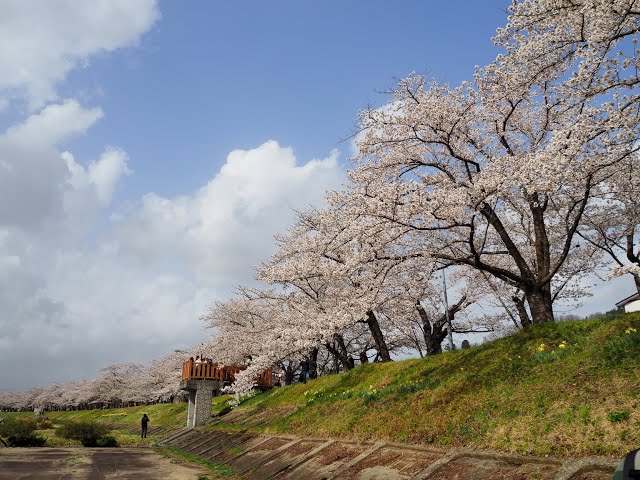 2023 [Kakunodate Cherry Blossoms] Blooming Status April 13th