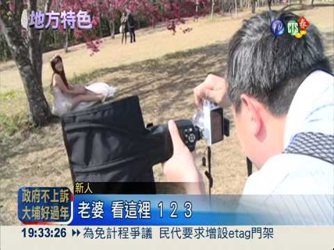 奧萬大櫻花綻放 美景不輸日本!