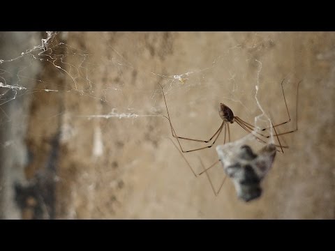 Spider preparing a fly for dinner