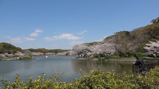 明石公園 桜