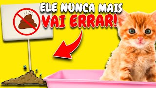 Como ensinar um Gato Filhote a usar a Caixa de Areia | 4 Dicas INFALÍVEIS!