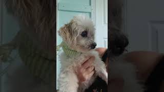 We are looking for a special Angel to offer Chewy a forever loving home We are looking for a special Angel to offer Chewy a forever loving home