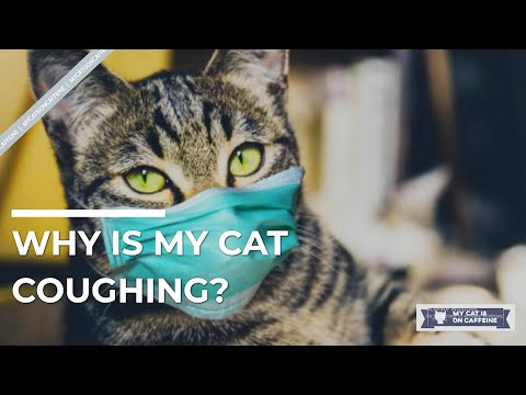 Why Is My Cat Coughing?