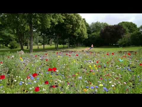 Outdoor Summer Ambience - Wild Flower Field - Relaxing Nature Sounds