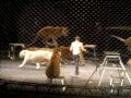 The Ringling Brothers Tigers 2009