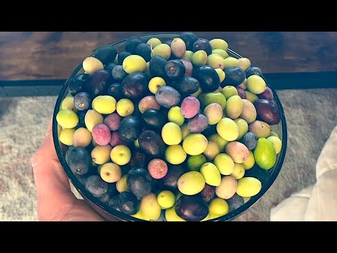 Curing Olives