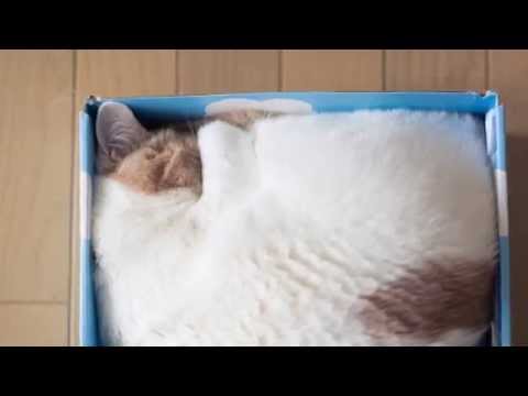 Why do cats love boxes? Scientists say it could be predatory behaviour