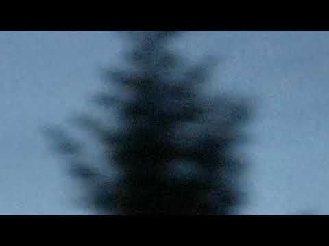 Nattskärra Gamsen Borås 2019-06-16