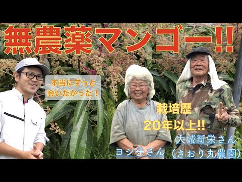 園芸 北方マンゴーの栽培と維持、同化