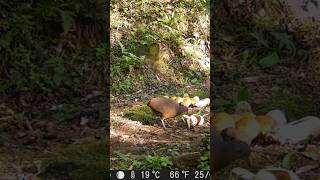 Animais selvagens Flagrados Na Câmera De Trilha! 🐺🐒#shorts #viral #youtubeshorts #shortvideo #comedy