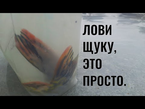 Фото Ловите щуку,  это просто. Ловля щуки на жерлицы.