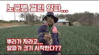 양파 노균병.... 걸린 양파가 뿌리가 자라나요??? 잎색은 또 왜그래???? 이거 팔아먹겠는 걸???
