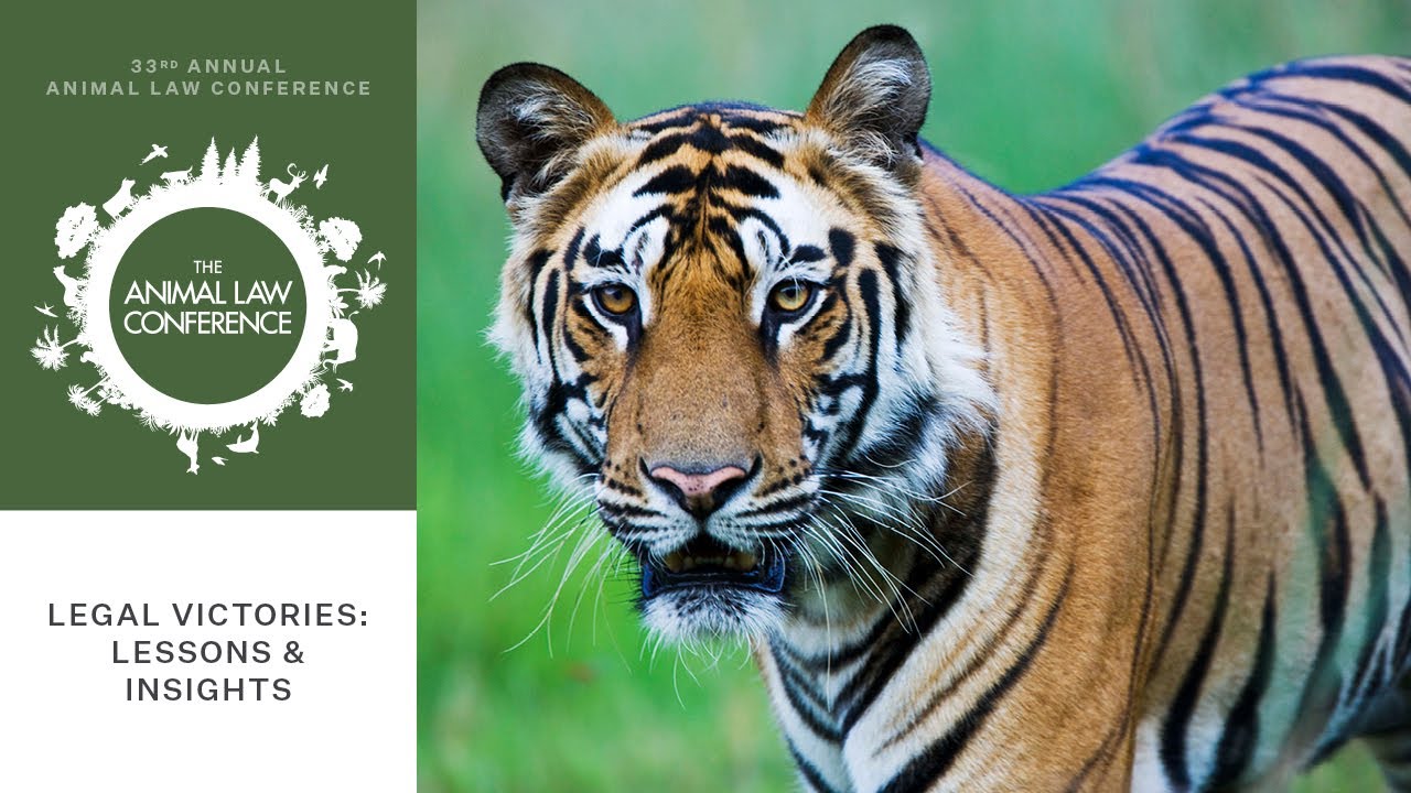 Legal Victories - Lessons & Insights