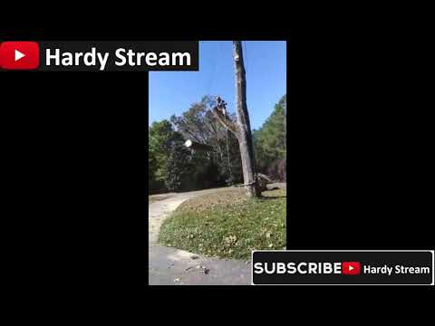 Cutting down an old tree / Sophisticated method