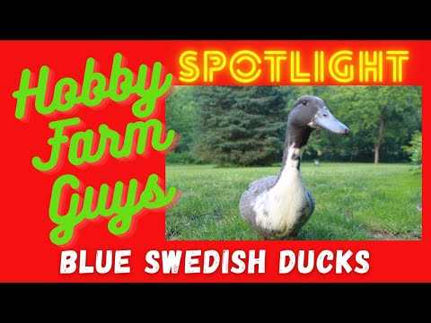 , title : 'HFG Farm Animal Spotlight: Blue Swedish Duck'
