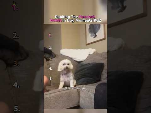 Classement des moments les plus drôles avec les mains du chien