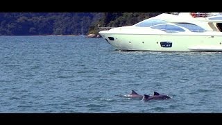 preview picture of video 'Passeio na baia dos Golfinhos (Parati - RJ).'