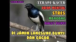 Download lagu Masteran terapi burung kacer drop mental,stres,mbagong dan macet bunyi mp3