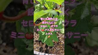 【簡単】#cooking #今日の晩ごはん #簡単レシピ #自家製野菜#無農薬#夏野菜レシピ