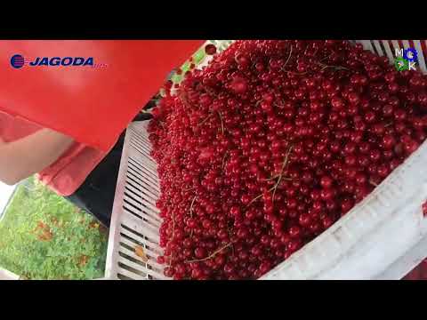 The Incredible Red Currant Harvest 2022! JAREK 5 Berry Harvester - JAGODA JPS Agromachines.