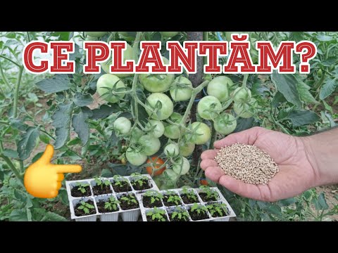 4 Extremely Productive and Disease-Resistant Tomato Varieties - We Plant Them Year After Year In The