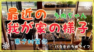 【多肉植物】【ガーデニング】最近の我が家の様子　多肉ちゃん　寒さ対策