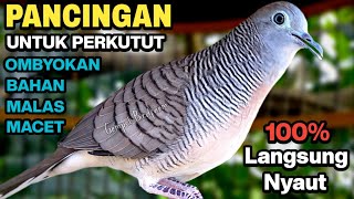 Download lagu Perkutut Lokal Gacor Suara Paling Ampuh Untuk Pancingan Burung Perkutut Agar Bunyi. mp3 Download lagu Perkutut Lokal Gacor Suara Paling Ampuh Untuk Pancingan Burung Perkutut Agar Bunyi. mp3