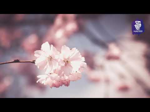Surah Mulk Surah Rehman and Surah Yaseen Recitation by Mishary Rashid Alafasy by Mishary Rashid